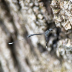 Gasteruption sp. (genus) (Gasteruptiid wasp) at Phillip, ACT - 10 Jan 2024 by Hejor1