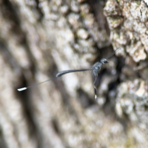 Gasteruption sp. (genus) at Phillip, ACT - 10 Jan 2024