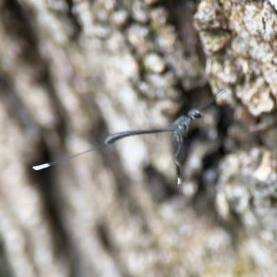 Gasteruption sp. (genus) (Gasteruptiid wasp) at Phillip, ACT - 10 Jan 2024 by Hejor1