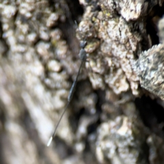 Gasteruption sp. (genus) at Phillip, ACT - 10 Jan 2024