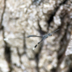 Gasteruption sp. (genus) at Phillip, ACT - 10 Jan 2024