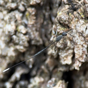 Gasteruption sp. (genus) at Phillip, ACT - 10 Jan 2024