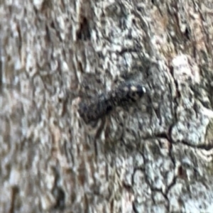 Salticidae (family) at Phillip, ACT - 10 Jan 2024 02:23 PM