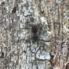 Salticidae (family) at Phillip, ACT - 10 Jan 2024 02:23 PM