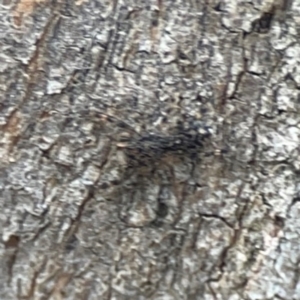 Salticidae (family) at Phillip, ACT - 10 Jan 2024