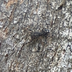 Salticidae (family) at Phillip, ACT - 10 Jan 2024 02:23 PM