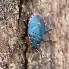 Notius depressus (Shield bug) at Phillip, ACT - 10 Jan 2024 by Hejor1