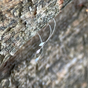 Chrysopidae (family) at Phillip, ACT - 10 Jan 2024