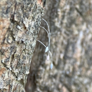 Chrysopidae (family) at Phillip, ACT - 10 Jan 2024