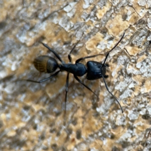 Camponotus aeneopilosus at Phillip, ACT - 10 Jan 2024