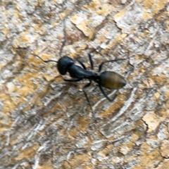 Camponotus aeneopilosus at Phillip, ACT - 10 Jan 2024