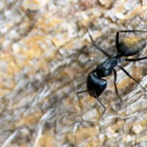 Camponotus aeneopilosus at Phillip, ACT - 10 Jan 2024