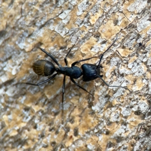 Camponotus aeneopilosus at Phillip, ACT - 10 Jan 2024