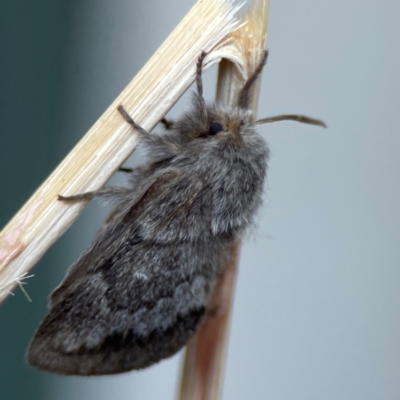 Pernattia pusilla (She-Oak Moth) at Braddon, ACT - 10 Jan 2024 by Hejor1