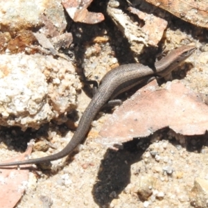 Lampropholis delicata at Namadgi National Park - 10 Jan 2024 01:20 PM