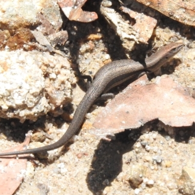 Lampropholis delicata (Delicate Skink) at Tharwa, ACT - 10 Jan 2024 by JohnBundock