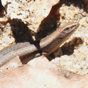 Lampropholis delicata at Namadgi National Park - 10 Jan 2024 01:20 PM