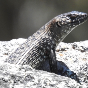 Egernia cunninghami at Namadgi National Park - 10 Jan 2024