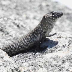 Egernia cunninghami at Namadgi National Park - 10 Jan 2024