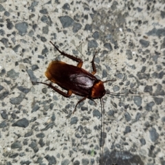 Periplaneta americana (American cockroach) at Shellharbour, NSW - 10 Jan 2024 by MatthewFrawley