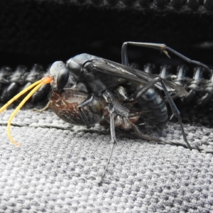 Fabriogenia sp. (genus) at Namadgi National Park - 10 Jan 2024