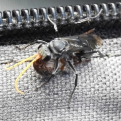 Fabriogenia sp. (genus) at Namadgi National Park - 10 Jan 2024