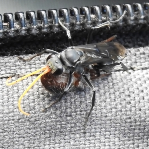 Fabriogenia sp. (genus) at Namadgi National Park - 10 Jan 2024