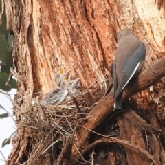 Artamus cyanopterus (Dusky Woodswallow) at Lions Youth Haven - Westwood Farm A.C.T. - 10 Jan 2024 by HelenCross