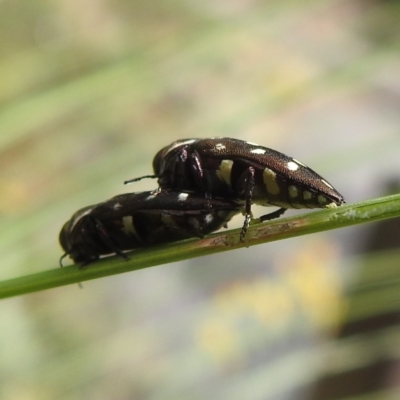 Diphucrania duodecimmaculata (12-spot jewel beetle) at Acton, ACT - 9 Jan 2024 by HelenCross