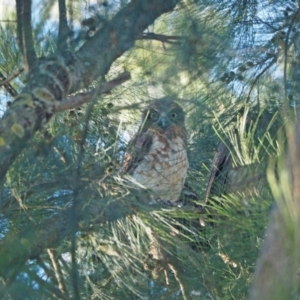 Ninox boobook at Higgins, ACT - 10 Jan 2024 07:01 PM