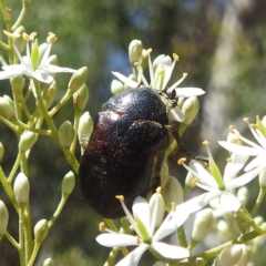 Bisallardiana gymnopleura (Brown flower chafer) at Acton, ACT - 10 Jan 2024 by HelenCross