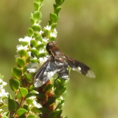 Anthrax sp. (genus) (Unidentified Anthrax bee fly) at Acton, ACT - 10 Jan 2024 by HelenCross
