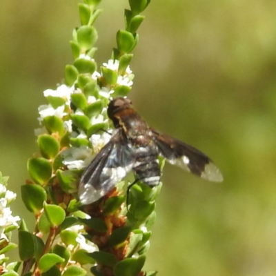 Anthrax sp. (genus) (Unidentified Anthrax bee fly) at Acton, ACT - 10 Jan 2024 by HelenCross
