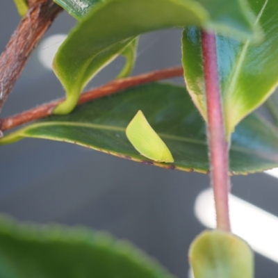 Siphanta acuta (Green planthopper, Torpedo bug) at Higgins, ACT - 10 Jan 2024 by wombey