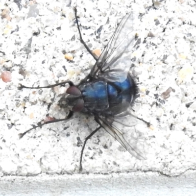 Calliphora vicina (European bluebottle) at Tharwa, ACT - 10 Jan 2024 by JohnBundock