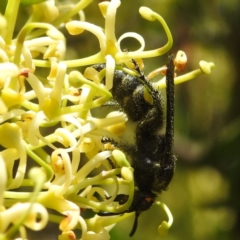 Austroscolia soror (Blue Flower Wasp) at ANBG - 10 Jan 2024 by HelenCross