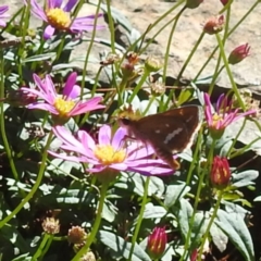 Taractrocera papyria (White-banded Grass-dart) at ANBG - 10 Jan 2024 by HelenCross