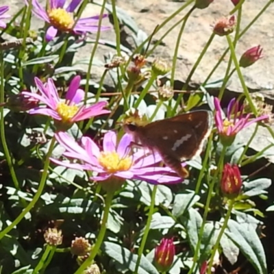 Taractrocera papyria (White-banded Grass-dart) at Acton, ACT - 10 Jan 2024 by HelenCross