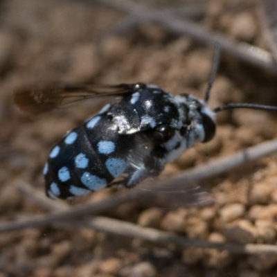 Thyreus caeruleopunctatus (Chequered cuckoo bee) at Strathnairn, ACT - 9 Jan 2024 by patrickcox