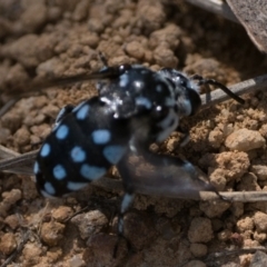 Thyreus caeruleopunctatus at Uriarra Recreation Reserve - 10 Jan 2024