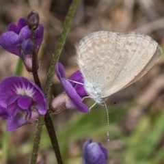 Zizina otis (Common Grass-Blue) at Fraser, ACT - 10 Jan 2024 by kasiaaus