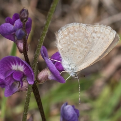 Zizina otis (Common Grass-Blue) at Dunlop Grassland (DGE) - 10 Jan 2024 by kasiaaus