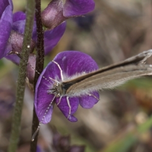 Zizina otis at Dunlop Grassland (DGE) - 10 Jan 2024