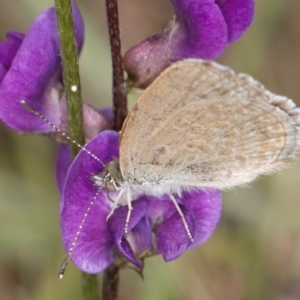 Zizina otis at Dunlop Grassland (DGE) - 10 Jan 2024