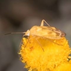 Miridae (family) (Unidentified plant bug) at Dunlop Grassland (DGE) - 10 Jan 2024 by kasiaaus