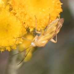 Miridae (family) at Dunlop Grassland (DGE) - 10 Jan 2024