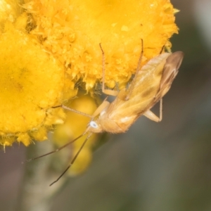 Miridae (family) at Dunlop Grassland (DGE) - 10 Jan 2024