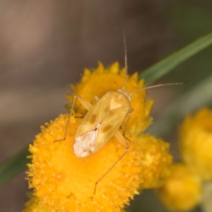 Miridae (family) at Dunlop Grassland (DGE) - 10 Jan 2024