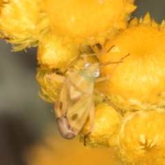 Miridae (family) at Dunlop Grassland (DGE) - 10 Jan 2024