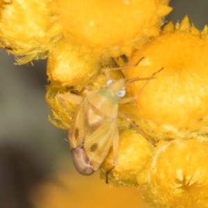 Miridae (family) at Dunlop Grassland (DGE) - 10 Jan 2024